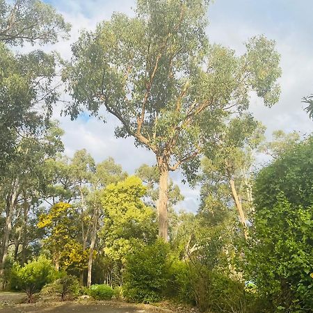 Sanctuary House Resort Motel Healesville Dış mekan fotoğraf