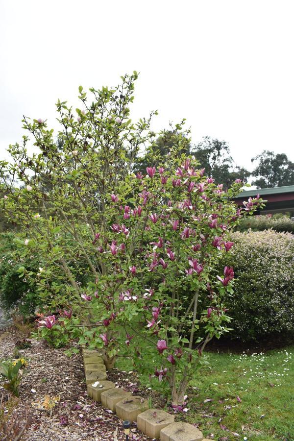 Sanctuary House Resort Motel Healesville Dış mekan fotoğraf