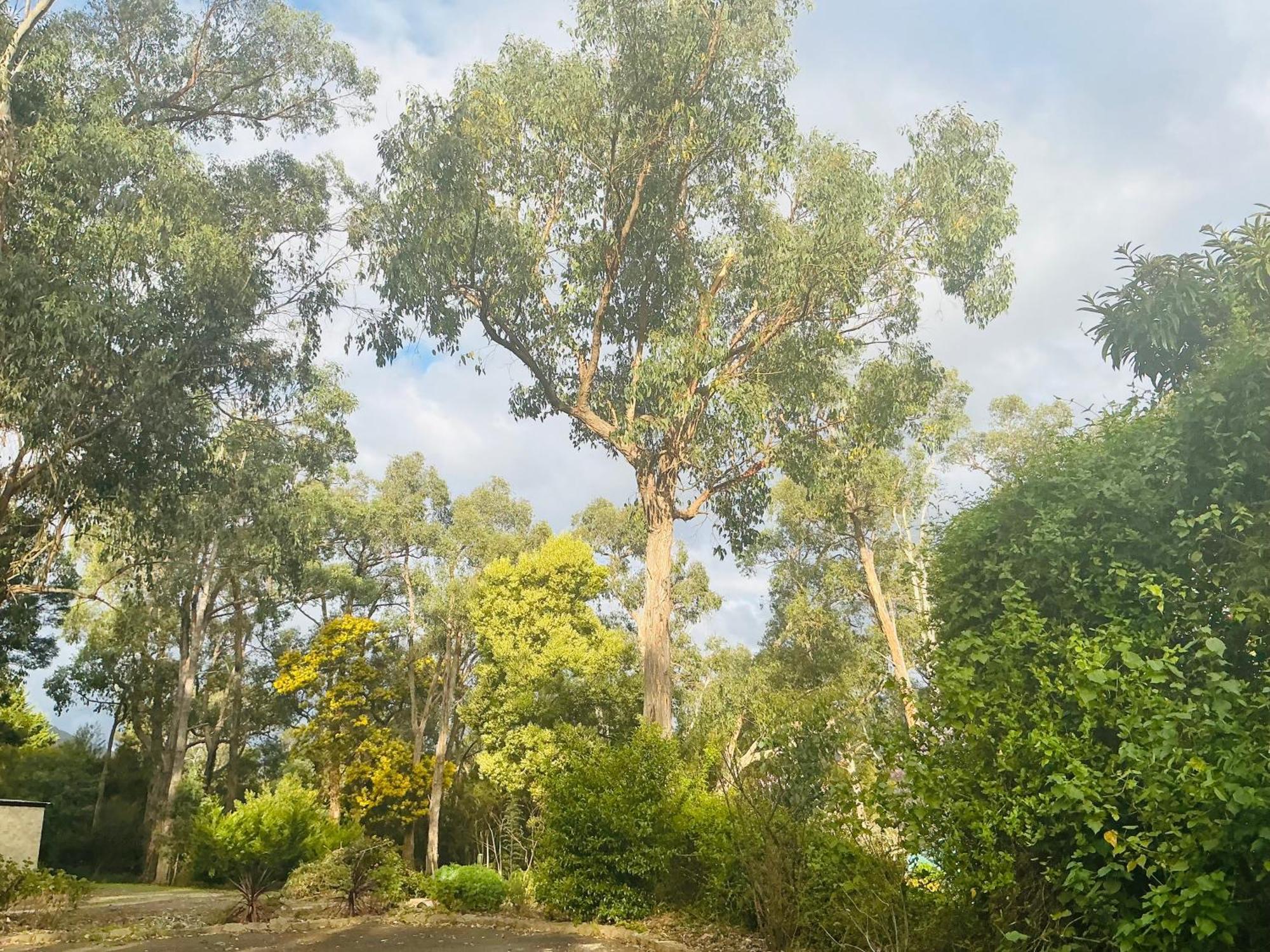 Sanctuary House Resort Motel Healesville Dış mekan fotoğraf